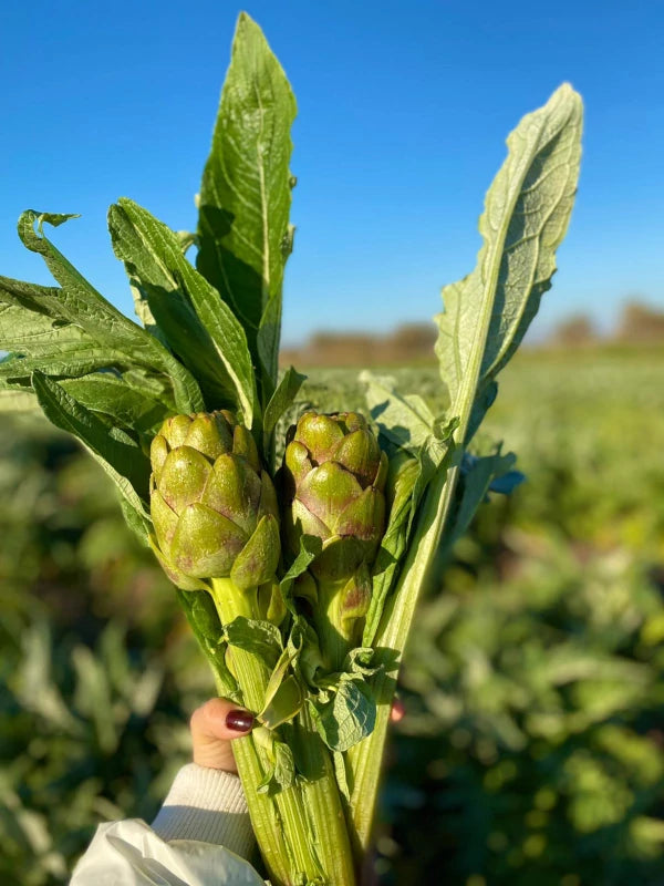 Günlük Soyulmuş Dolmalık Enginar - 10 Adet