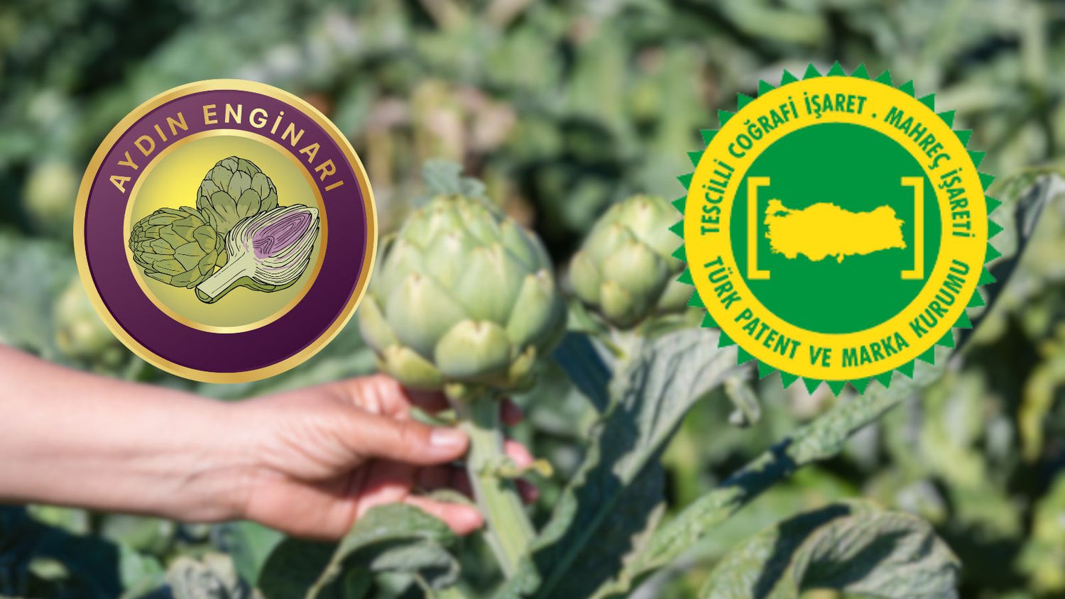 Aydın Enginarı Coğrafi İşaret Tescil Belgesi Aldık