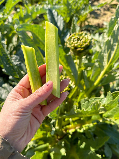 Soyulmuş Enginar Sapı