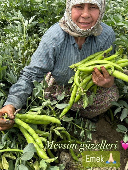 Kabuklu İç Bakla