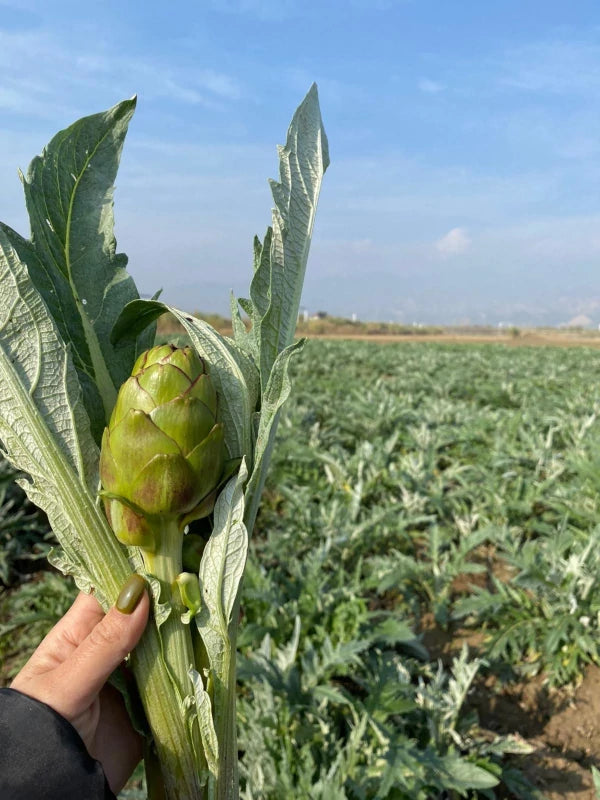 Dalından Taze Bebek Enginar