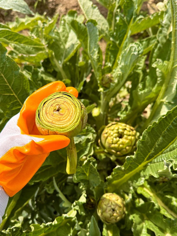 Günlük Soyulmuş Taze Bebek Enginar- Tam Enginar Kalbi - 20 Adet