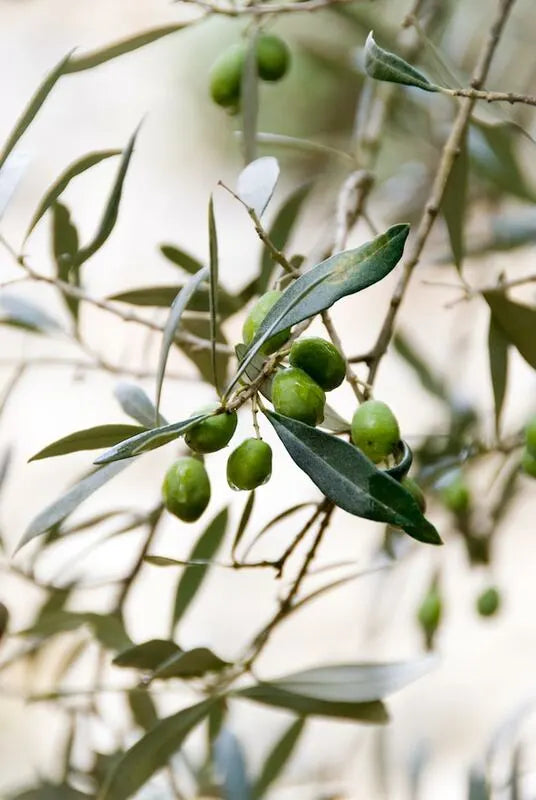 Yeşil Taş Kırma Zeytin